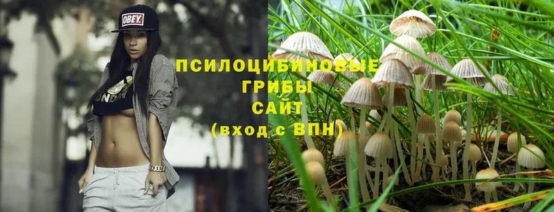 сколько стоит  Электроугли  Галлюциногенные грибы Magic Shrooms 